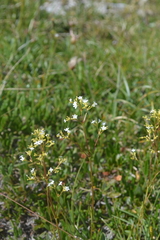 Valeriana saxatilis