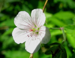 Geranium sibiricum