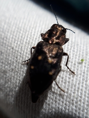 Phaenops