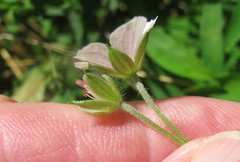 Geranium sibiricum