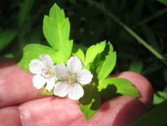 Geranium sibiricum
