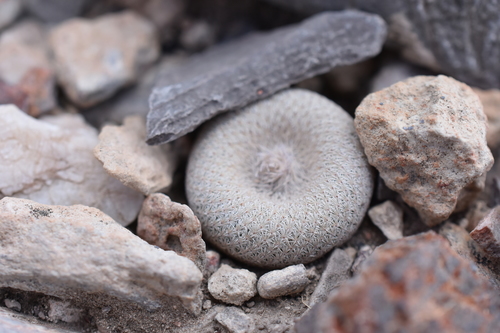 Image of Epithelantha bokei by (c) P Gonzalez Zamora, some rights reserved (CC BY)