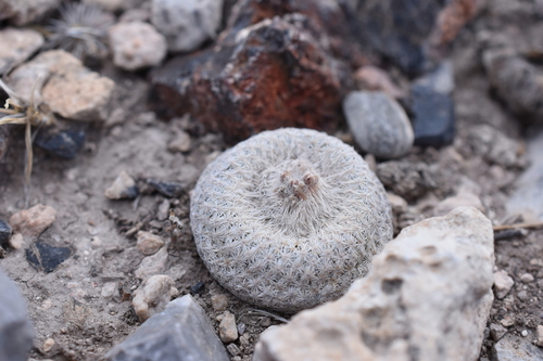 Image of Epithelantha bokei by (c) P Gonzalez Zamora, some rights reserved (CC BY)