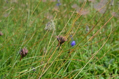 Juncus jacquinii