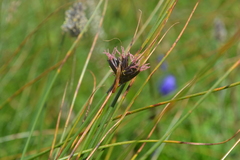 Juncus jacquinii