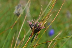 Juncus jacquinii