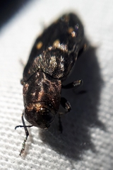 Phaenops
