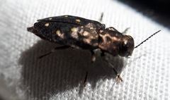 Phaenops