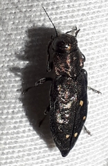 Phaenops