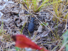 Cicindela aterrima
