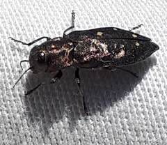 Phaenops