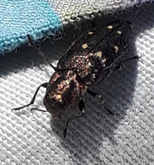 Phaenops