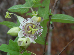 Passiflora exsudans