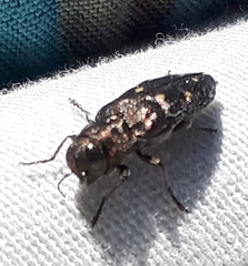 Phaenops