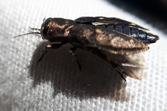 Phaenops