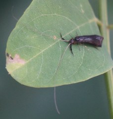 Mystacides sepulchralis