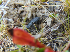 Cicindela aterrima