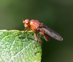 Dryomyzidae