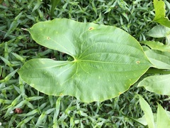 Sagittaria australis