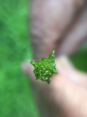 Sagittaria australis