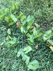 Sagittaria australis