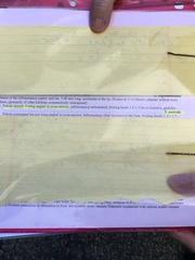 Sagittaria australis