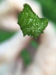 Sagittaria australis