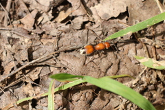 Dasymutilla nigripes