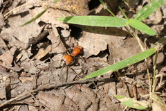 Dasymutilla nigripes