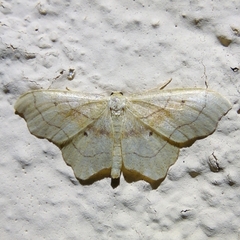 Idaea emarginata