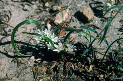 Allium brandegeei