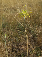 Allium flavum