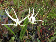 Hymenocallis palmeri