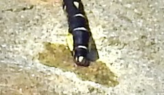 Hylogomphus adelphus