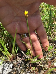 Xyris difformis