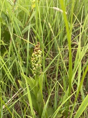 Platanthera huronensis