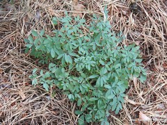 Ceratocapnos claviculata