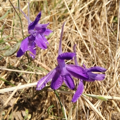 Delphinium consolida