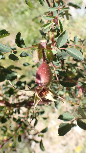 Mountain Rose (Rosa montana)