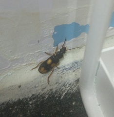 Macrocheilus