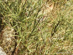 Cytisus oromediterraneus