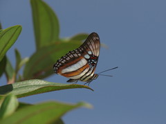 Adelpha seriphia