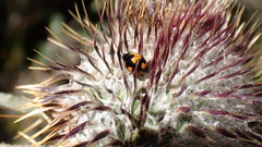 Ceratomegilla alpina