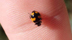 Ceratomegilla alpina