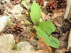 Pentaglottis sempervirens