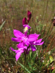 Calopogon tuberosus tuberosus