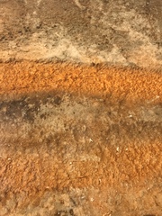 Chloroflexi