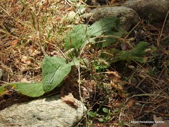 Pentaglottis sempervirens