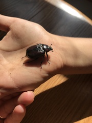 Osmoderma subplanata