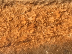 Chloroflexi